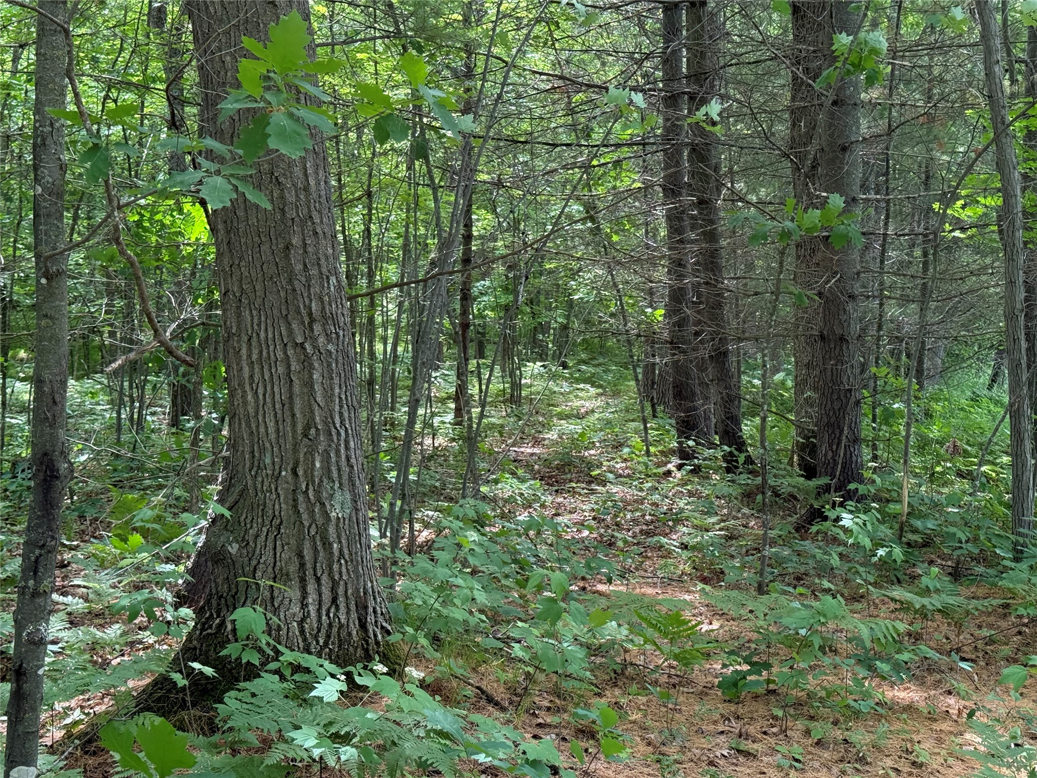 N1785 Leaman Lake Road Shell Lake, WI 54871 - Photo 59 of 59 Gallery Image 59
