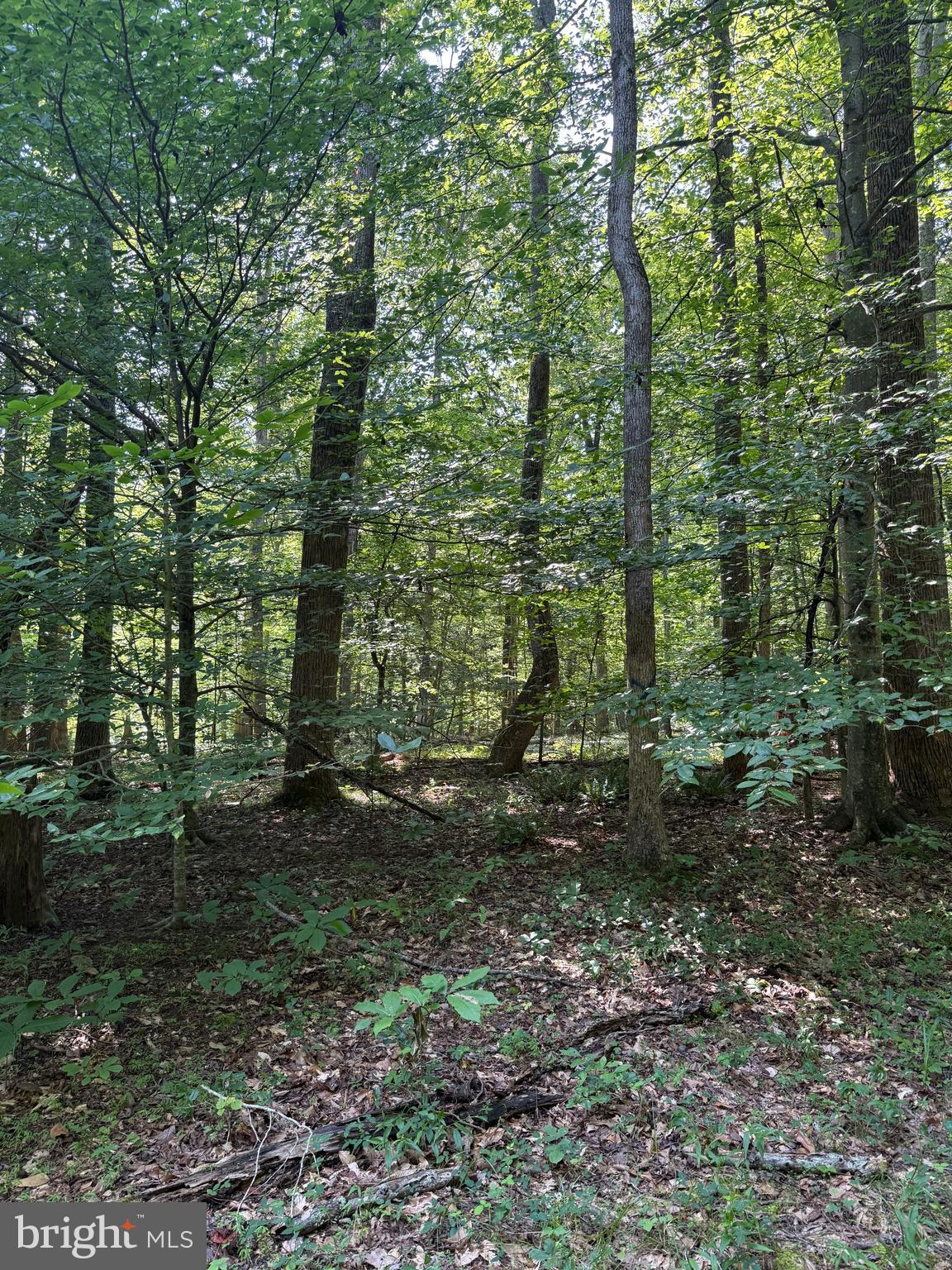 Cat Creek Road Mechanicsville, MD 20659 - Photo 2 of 2 White PVC Survey Markers present are lot lines