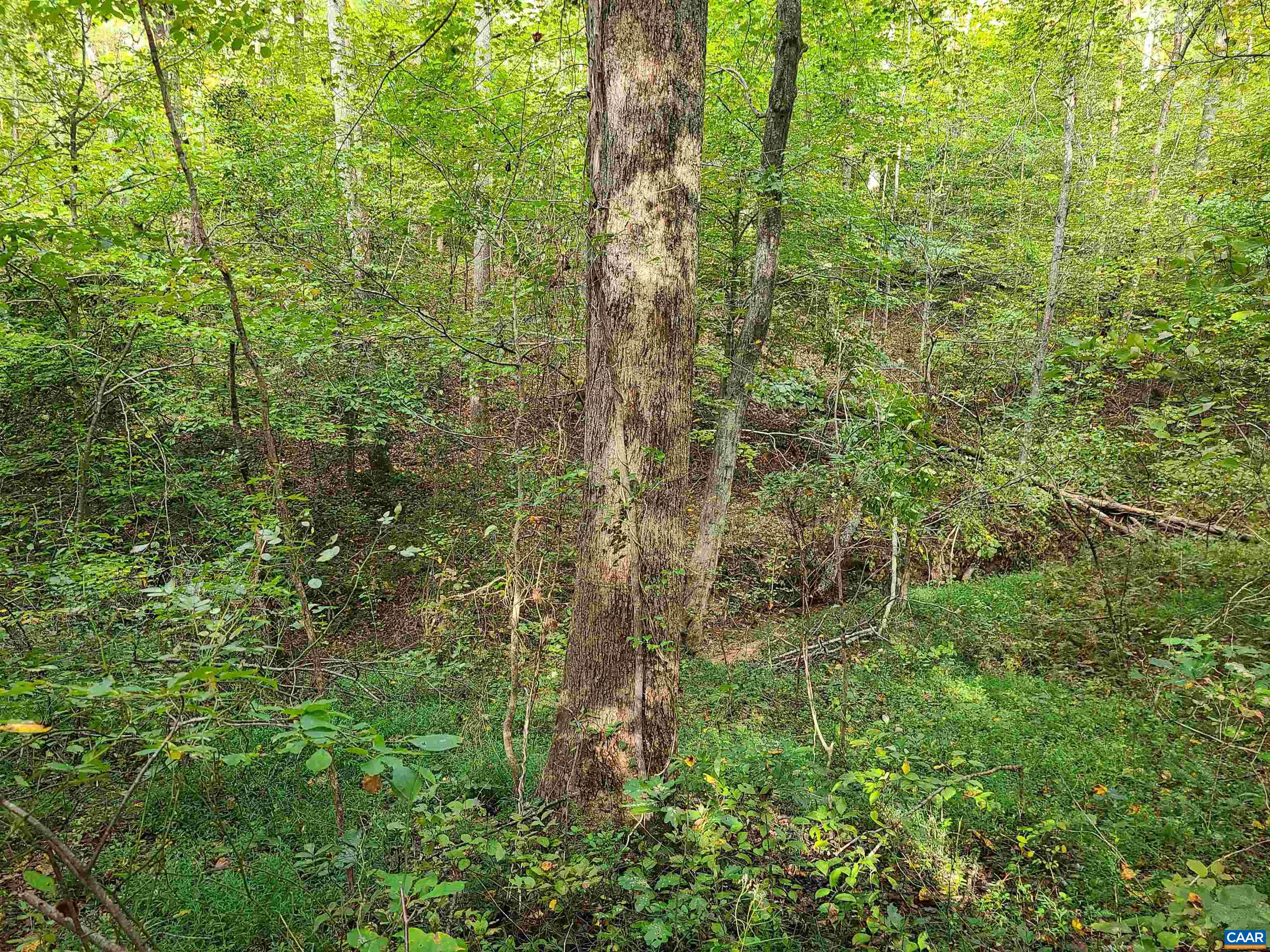 Lot 15 Pine Ridge Road Faber, VA 22938 - Photo 4 of 8 a view of a forest with a tree