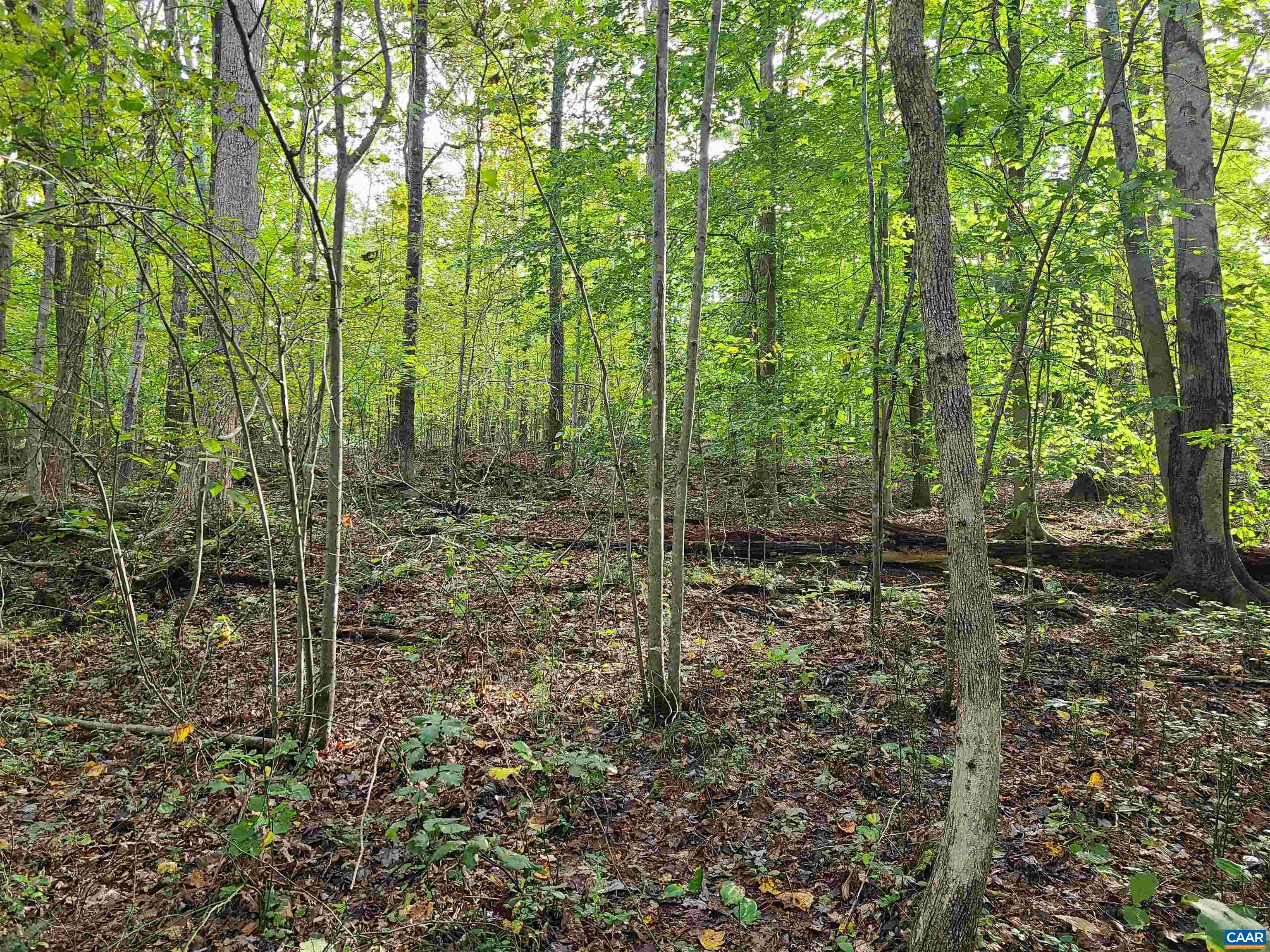 Lot 15 Pine Ridge Road Faber, VA 22938 - Photo 5 of 8 a view of a forest view