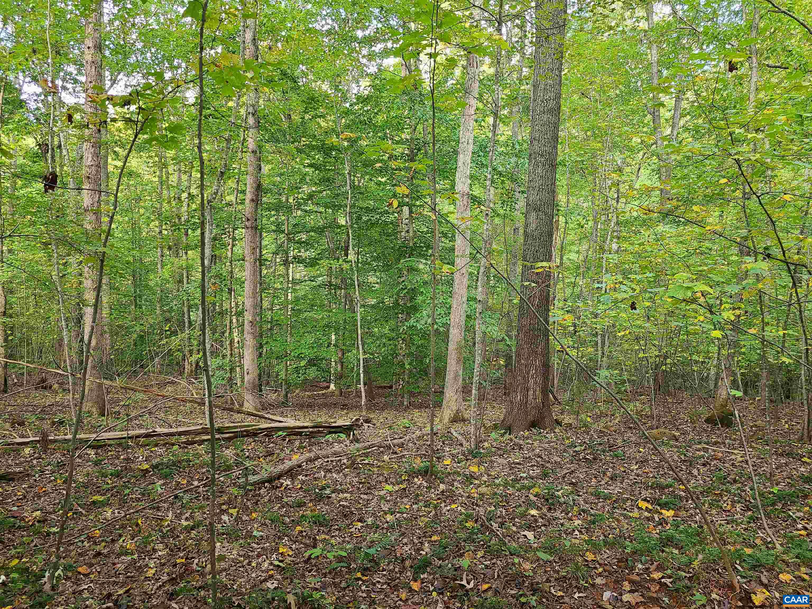 Lot 15 Pine Ridge Road Faber, VA 22938 - Photo 8 of 8 a view of a forest with trees