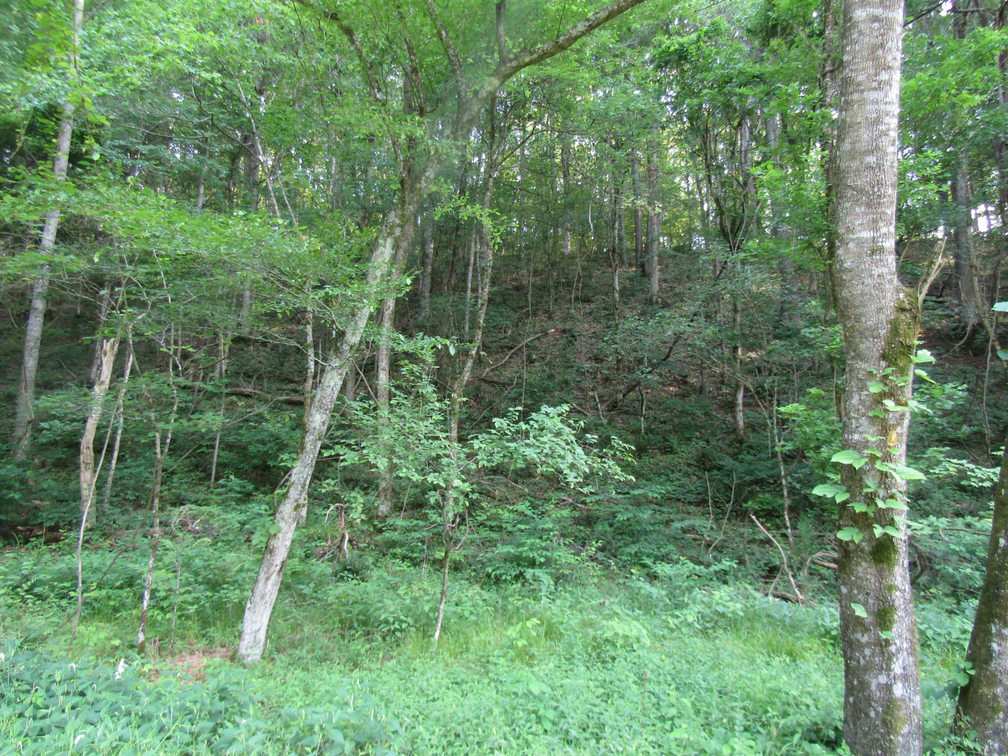 96 Ed Hankins Road Erin, TN 37061 - Photo 11 of 28 Gallery Image 11