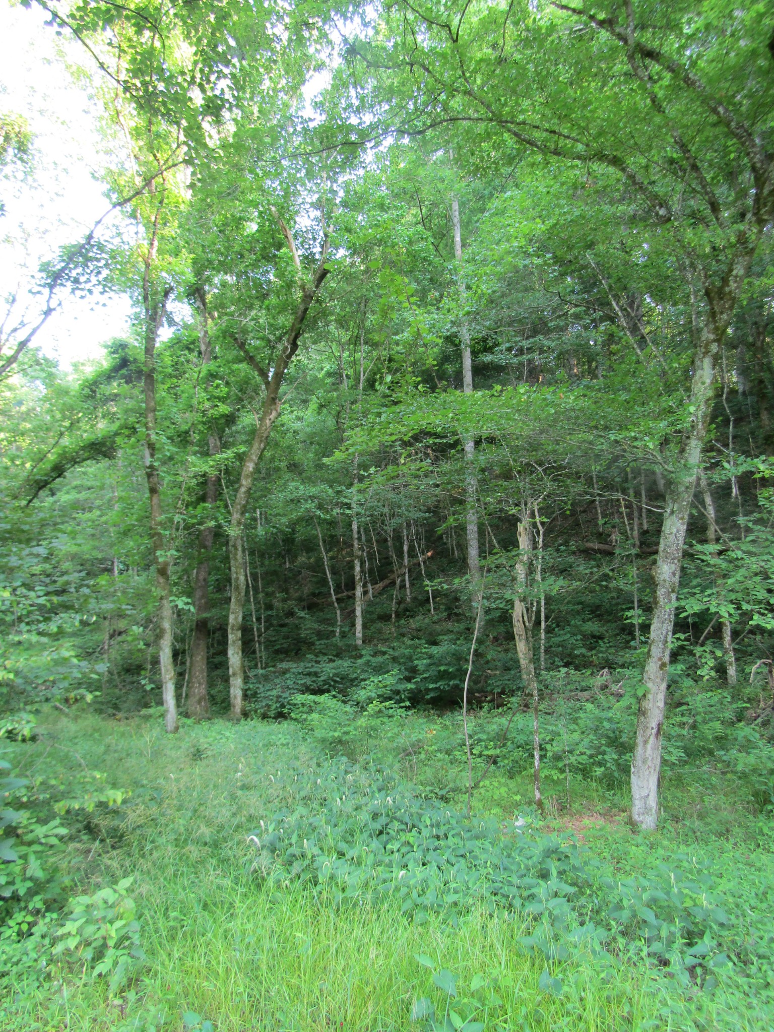96 Ed Hankins Road Erin, TN 37061 - Photo 12 of 28 Gallery Image 12