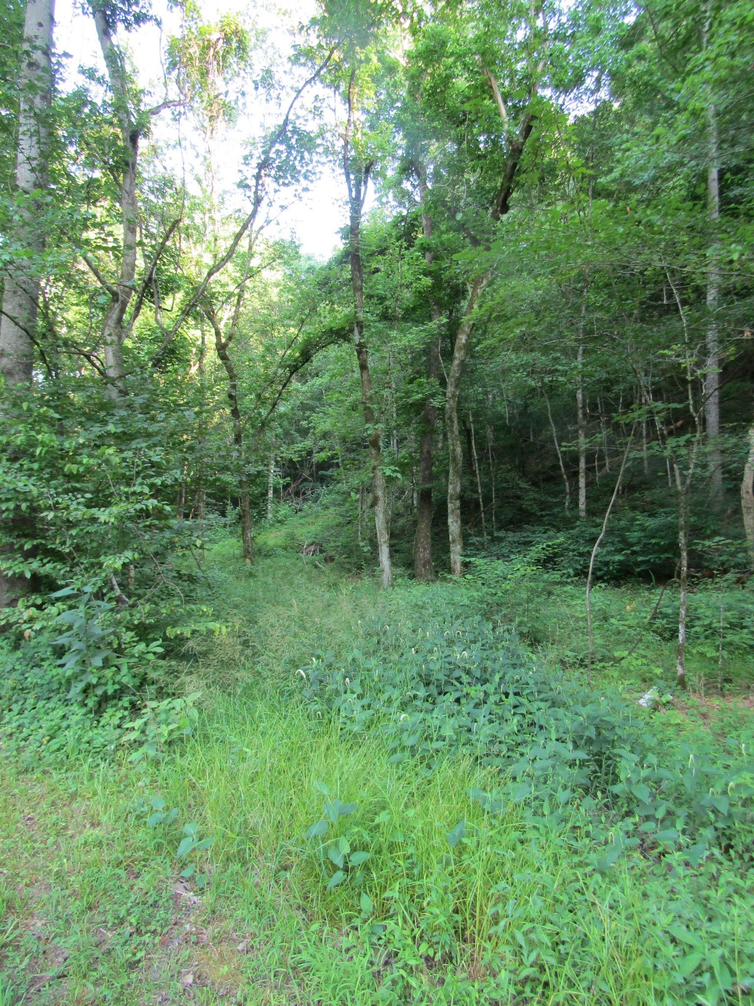96 Ed Hankins Road Erin, TN 37061 - Photo 13 of 28 Gallery Image 13