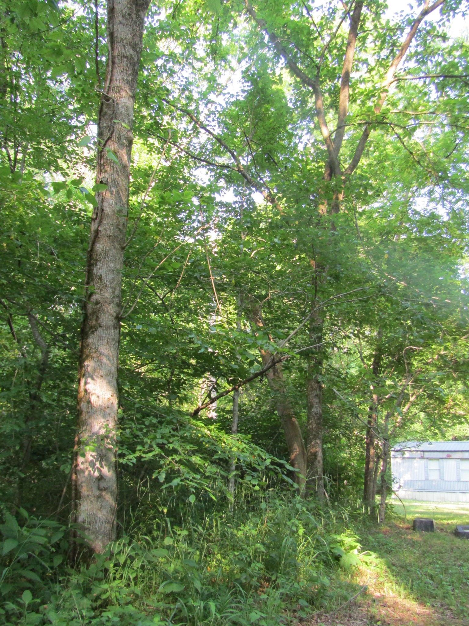 96 Ed Hankins Road Erin, TN 37061 - Photo 27 of 28 Gallery Image 27