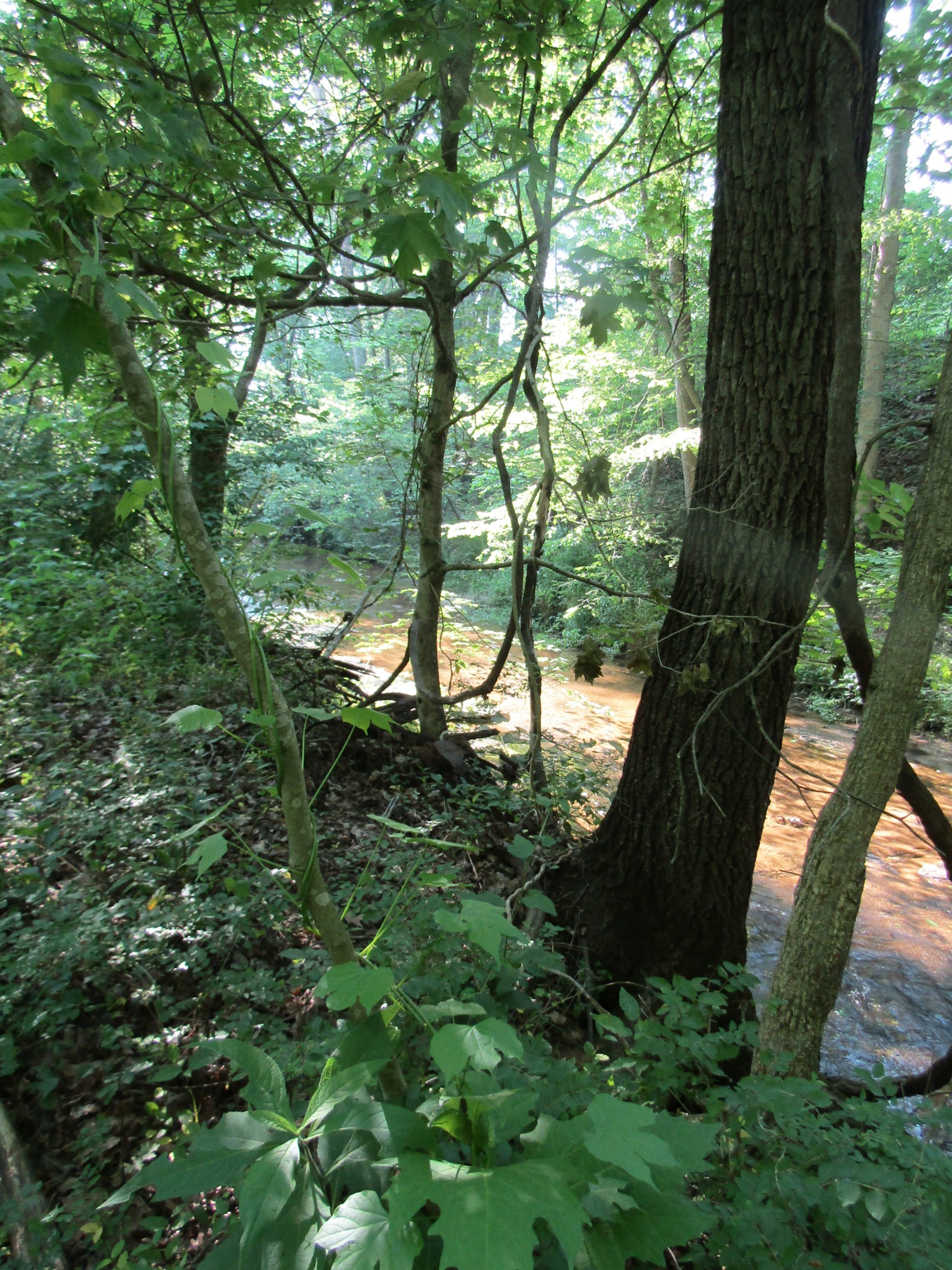 96 Ed Hankins Road Erin, TN 37061 - Photo 9 of 28 Gallery Image 9