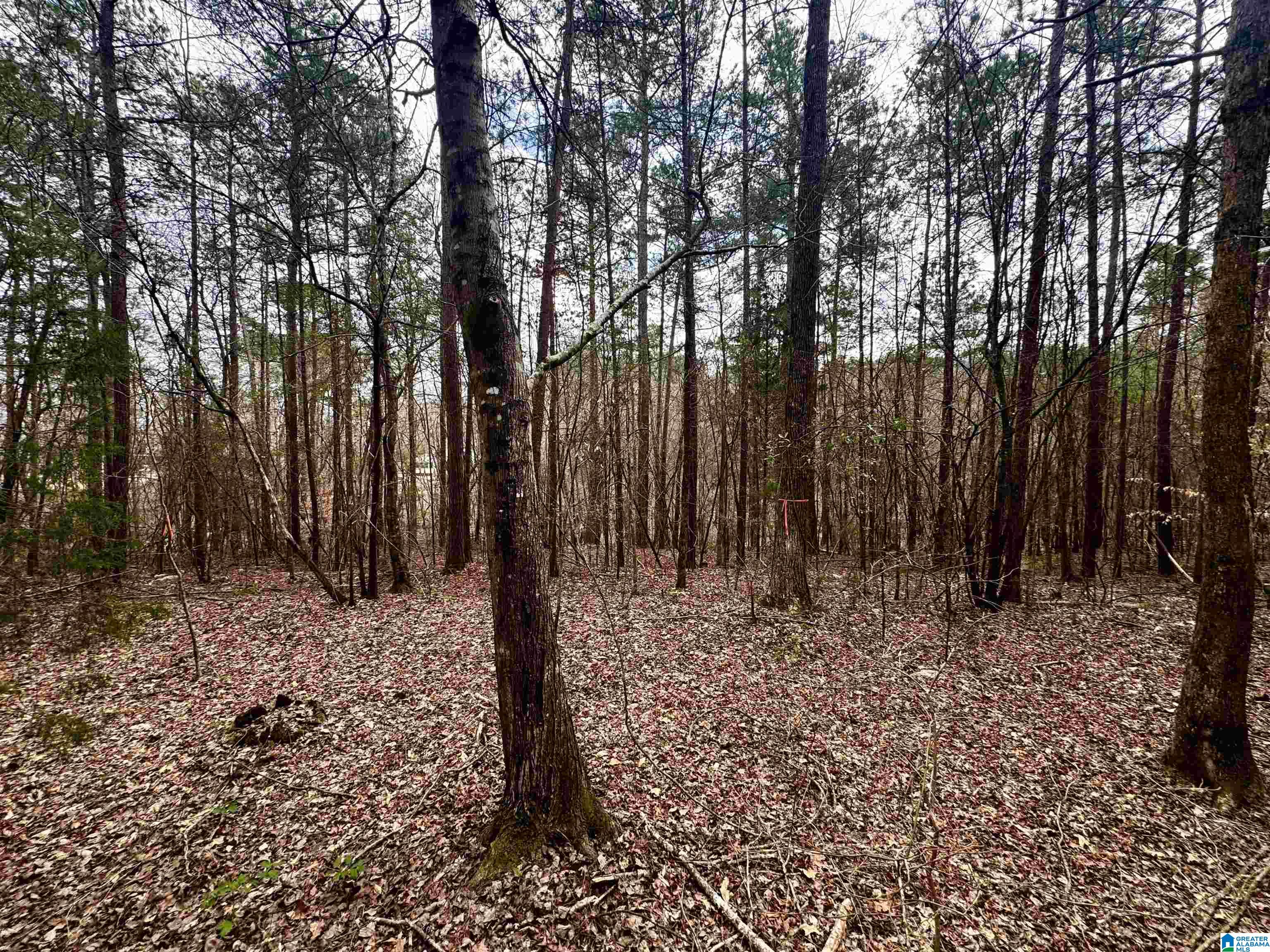 Long Point Road, Unit 58 Double Springs, AL 35553 - Photo 10 of 29