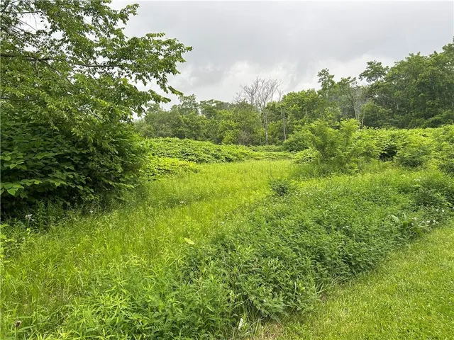 a view of a lush green space