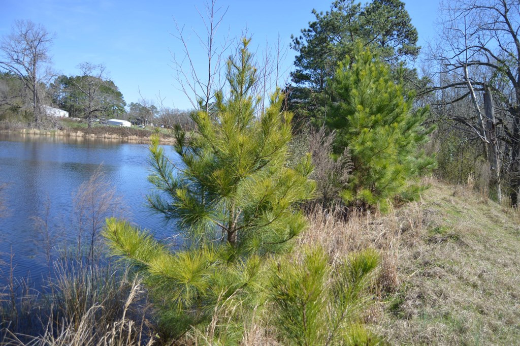 0 Mayo Road Ridge Spring, SC 29129 - Photo 6 of 14