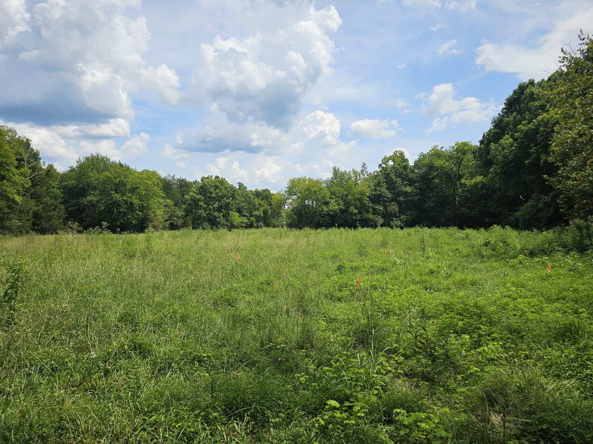 0 Whitfield Hollow Road Readyville, TN 37149 - Photo 9 of 18 Gallery Image 9