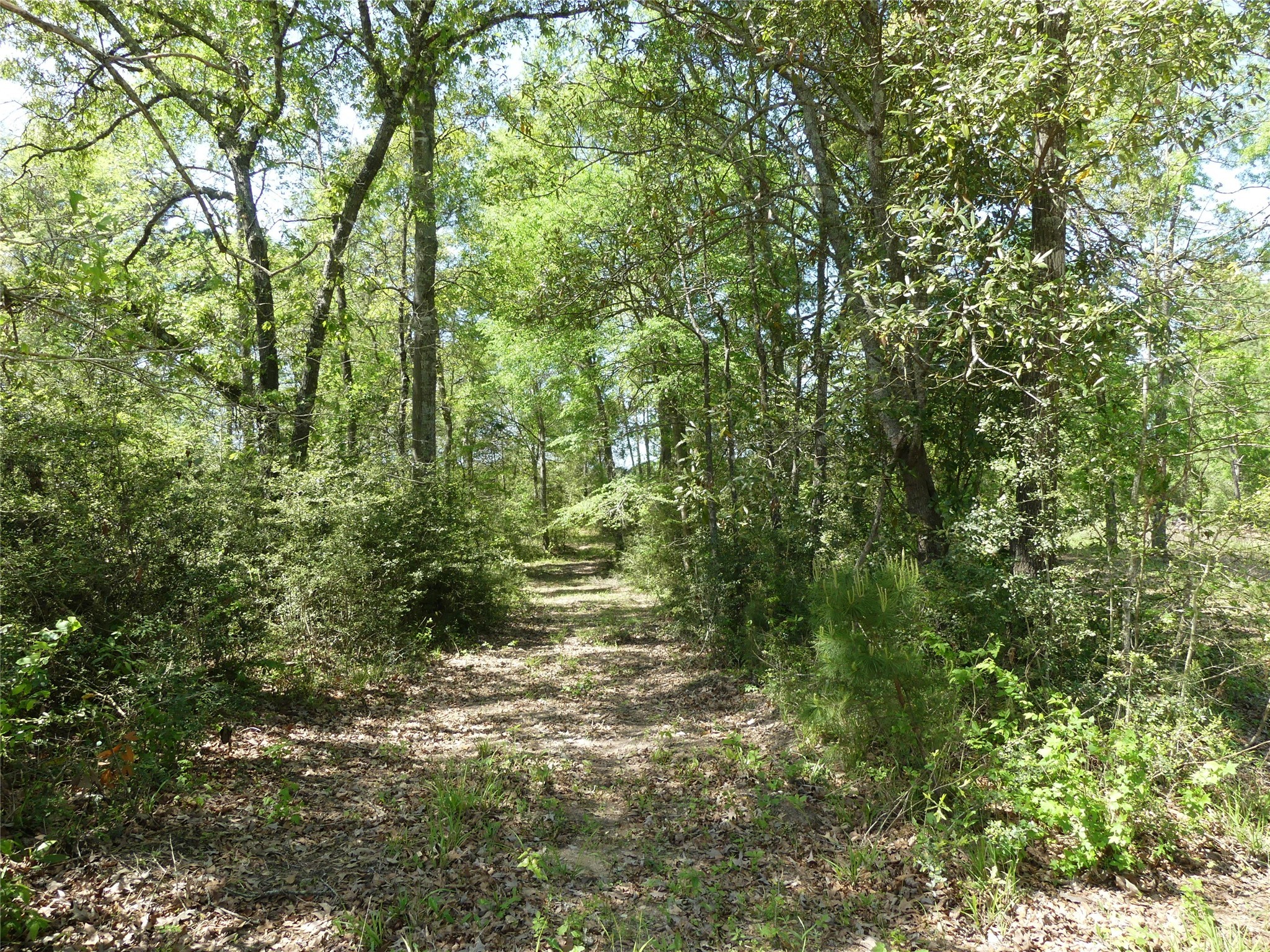 10994 Kittys Lane Conroe, TX 77303 - Photo 16 of 25 a view of outdoor space and trees