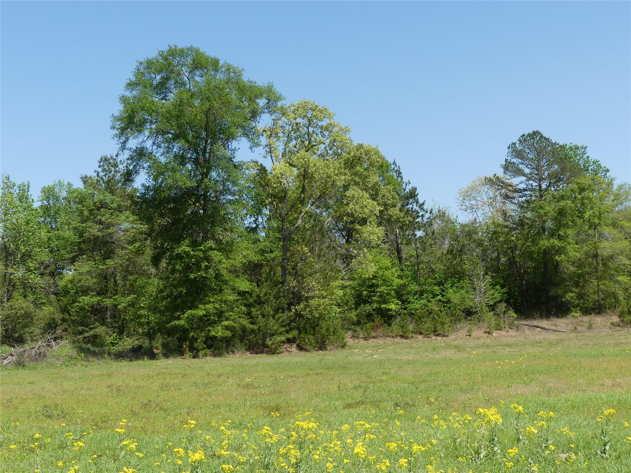 10994 Kittys Lane Conroe, TX 77303 - Photo 24 of 25 a view of a green field with lots of bushes