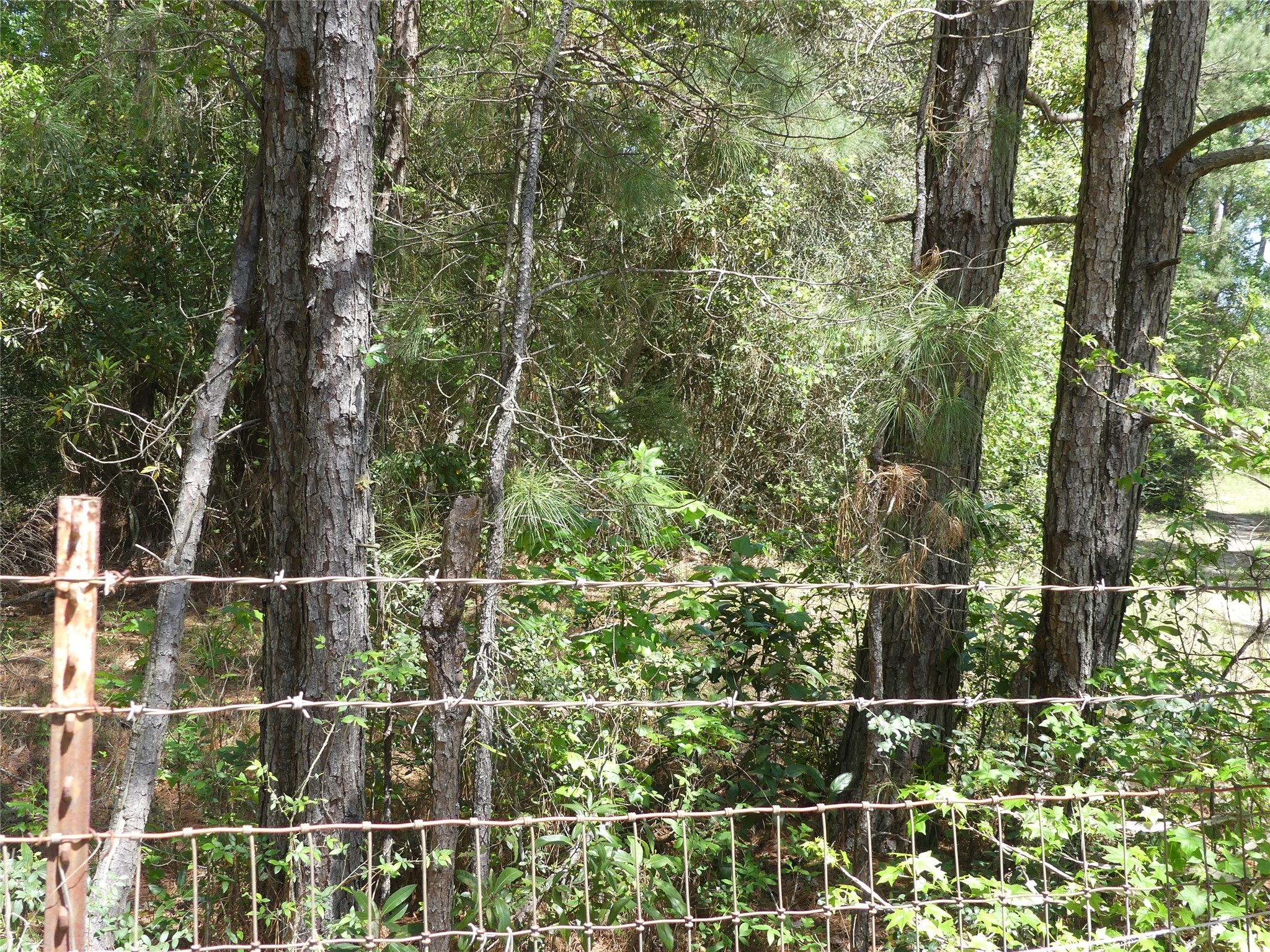 10994 Kittys Lane Conroe, TX 77303 - Photo 5 of 25 a view of a fence and a park