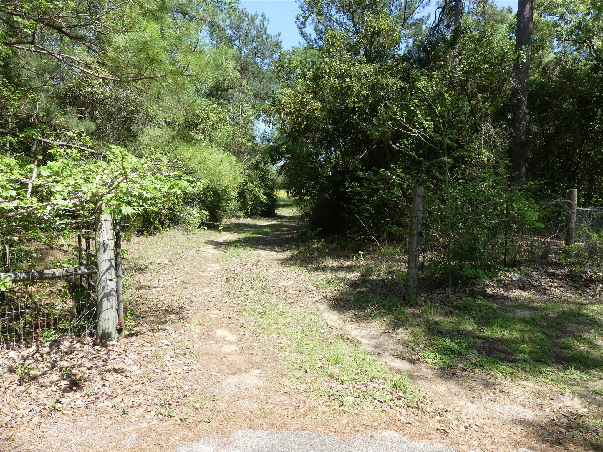10994 Kittys Lane Conroe, TX 77303 - Photo 6 of 25 a view of backyard with green space