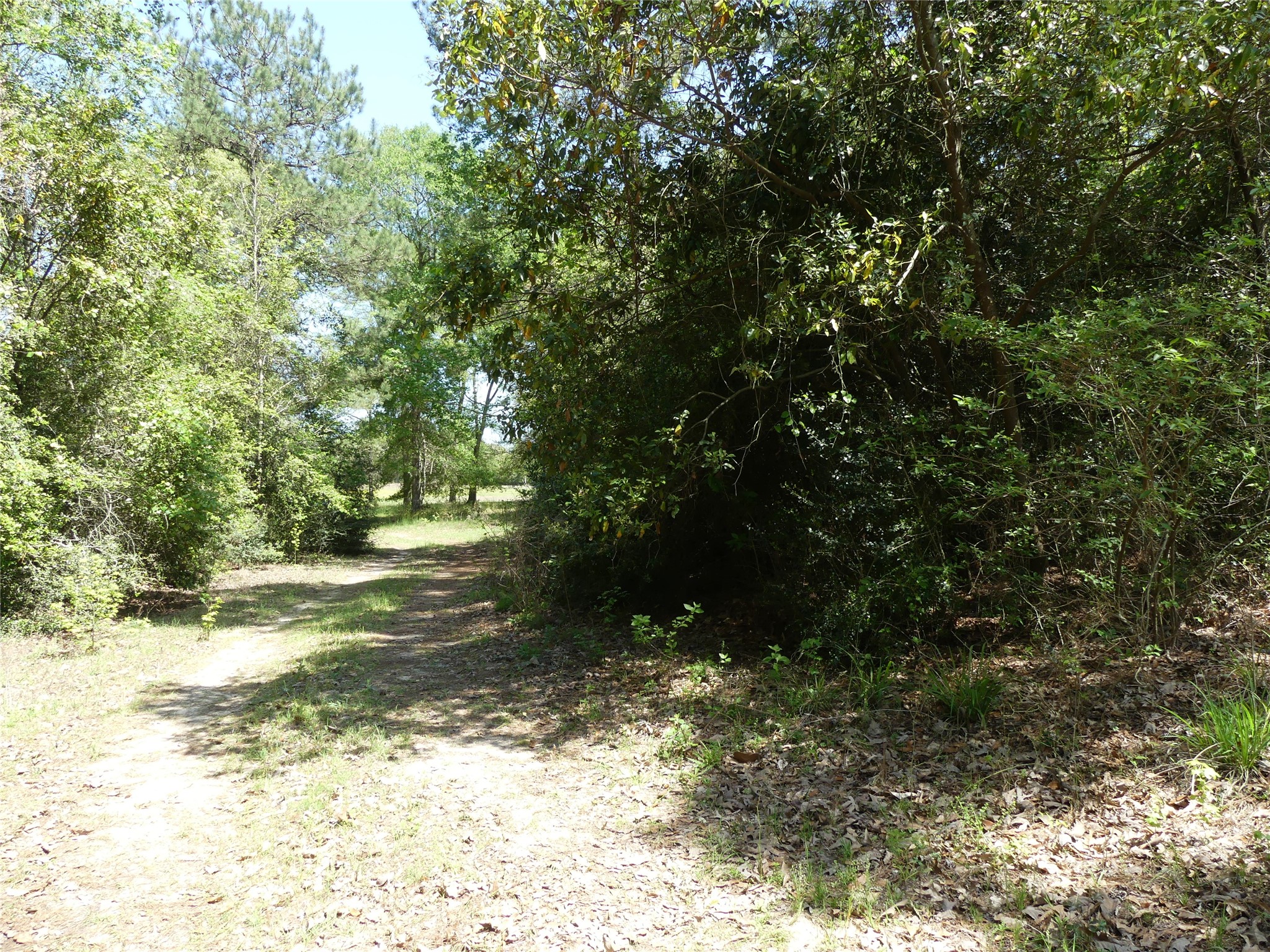 10994 Kittys Lane Conroe, TX 77303 - Photo 7 of 25 a view of a tree with a yard