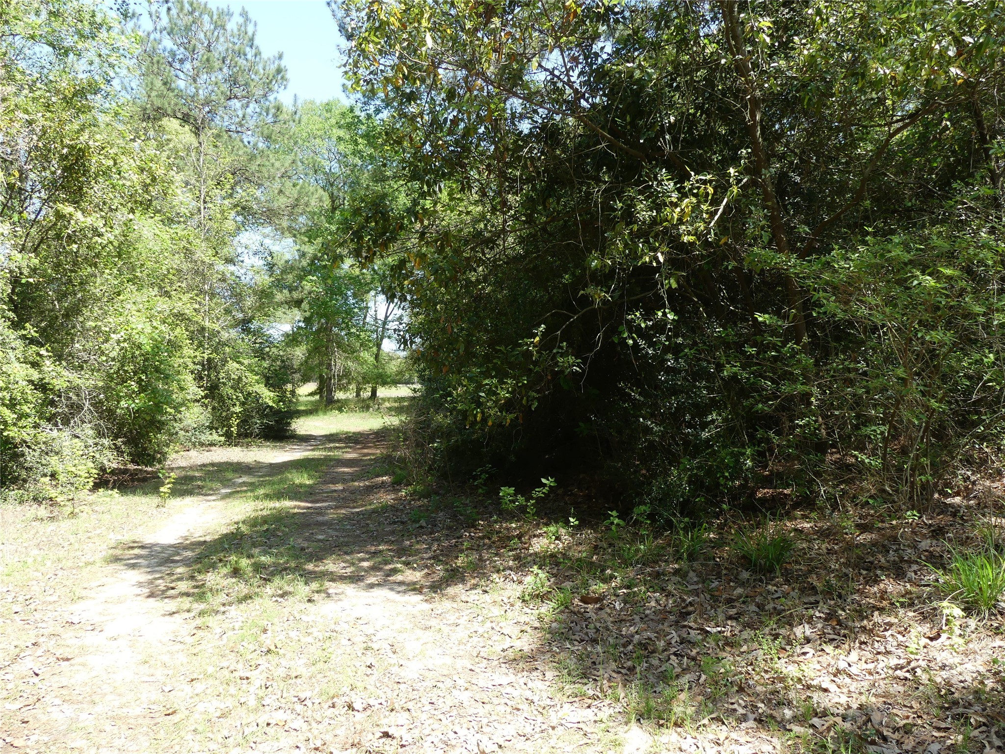 10994 Kittys Lane Conroe, TX 77303 - Photo 7 of 25 a view of a tree with a yard