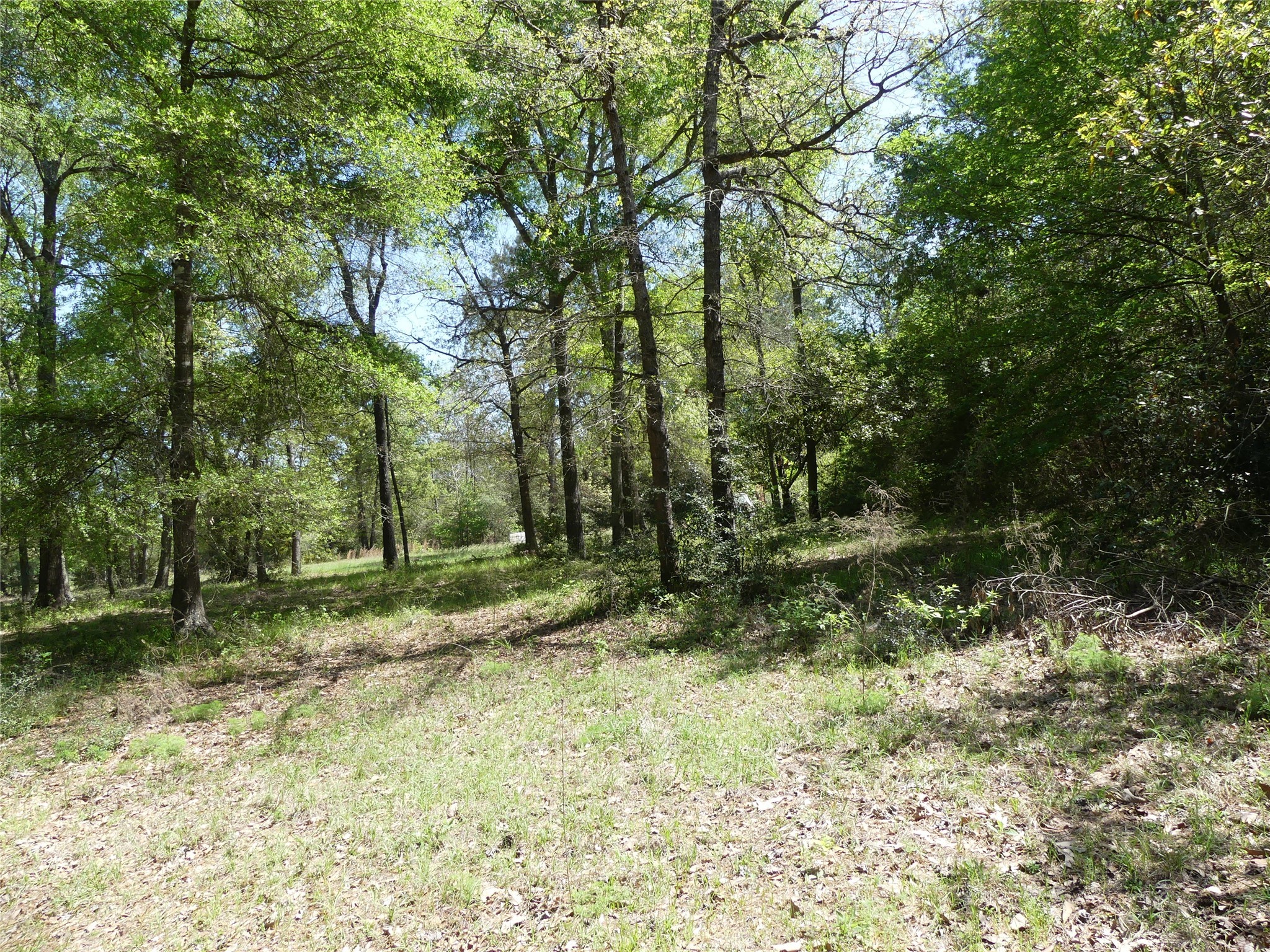 10994 Kittys Lane Conroe, TX 77303 - Photo 9 of 25 a view of outdoor space and tree