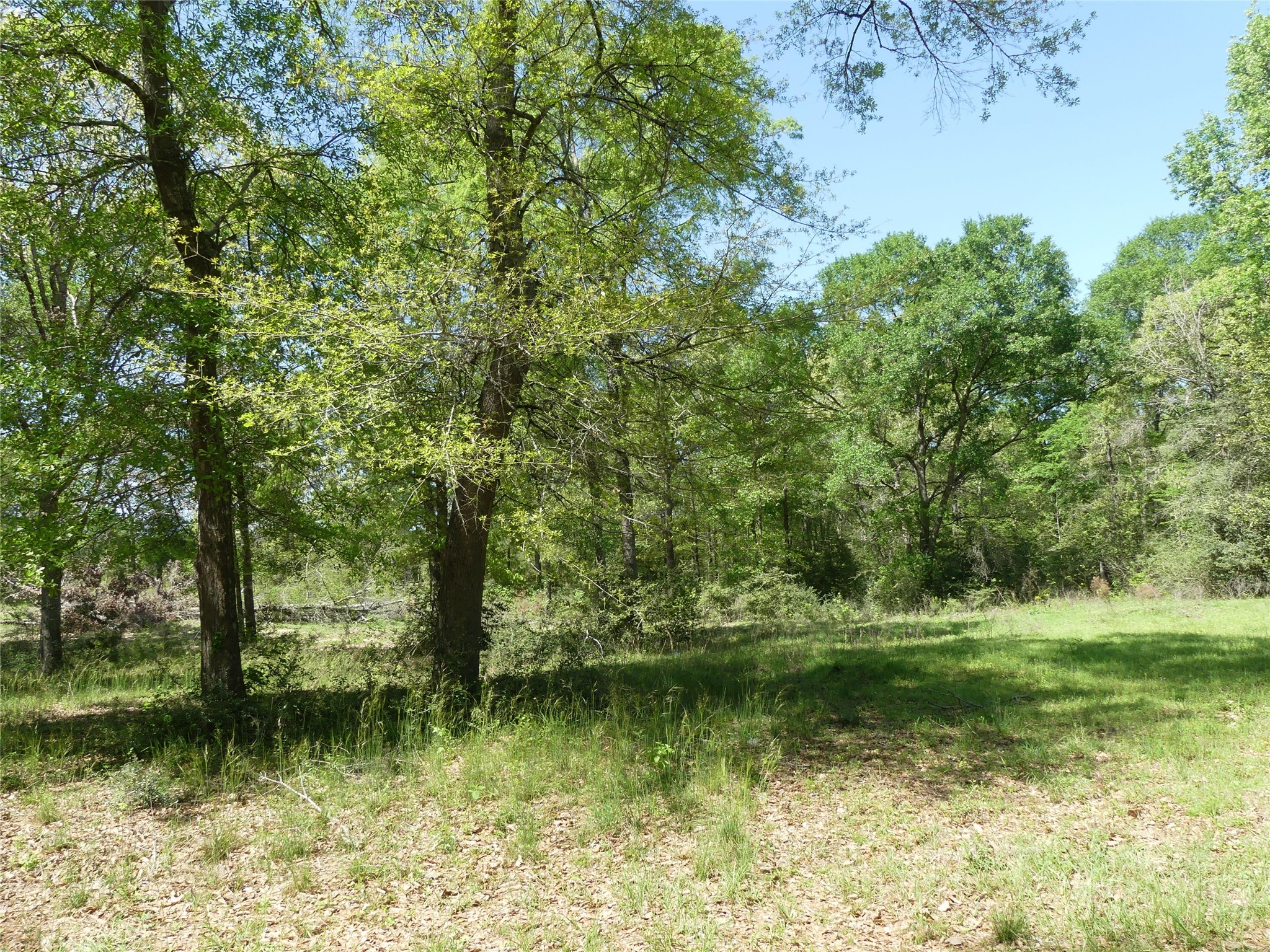 10994 Kittys Lane Conroe, TX 77303 - Photo 10 of 25 a view of a lake with a yard