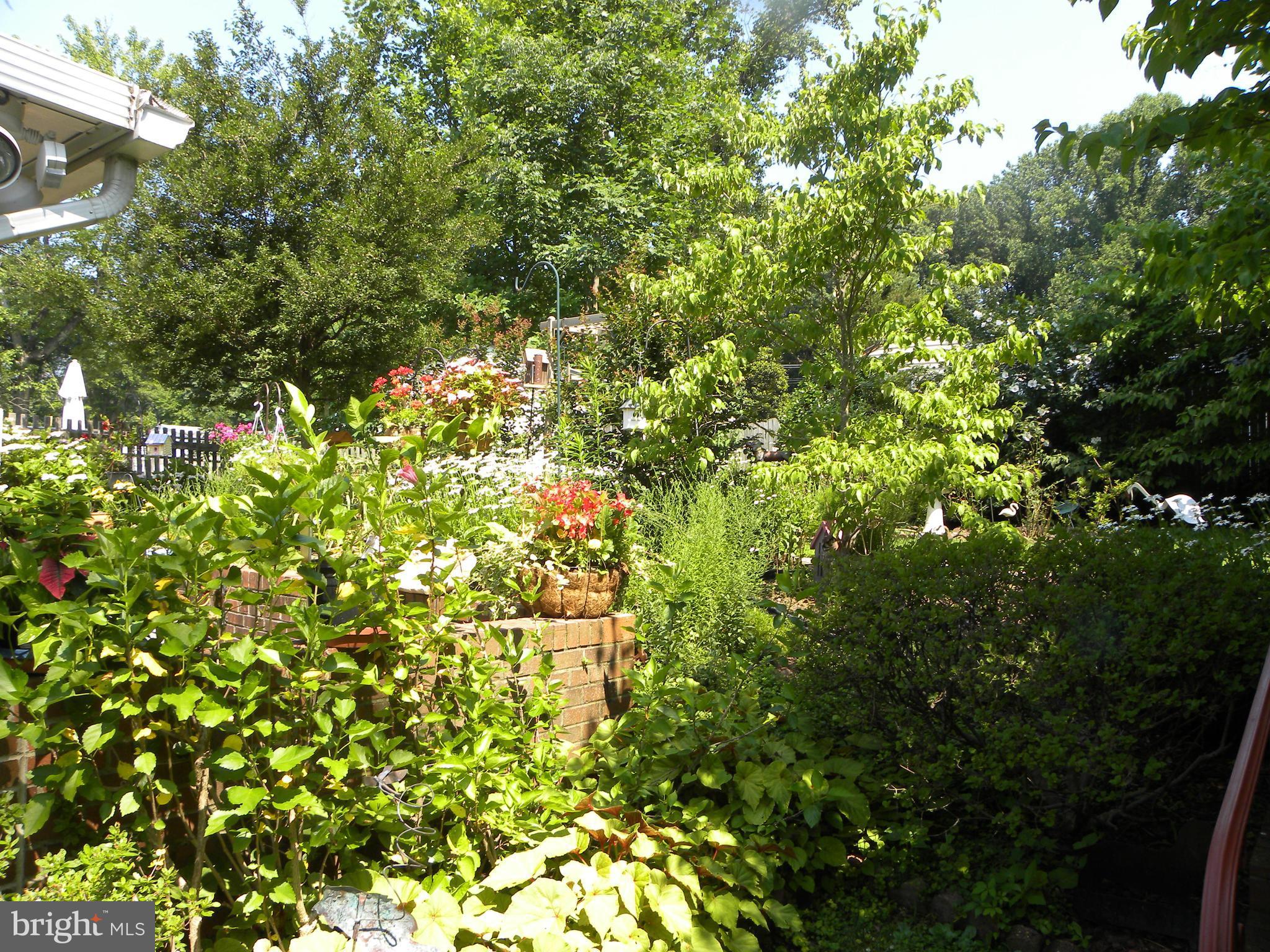 7516 Inzer Street Springfield, VA 22151 - Photo 29 of 30 a view of a tree in a yard