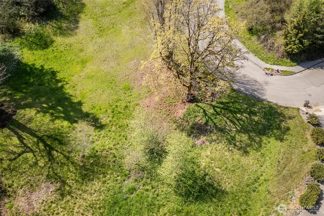 a view of a yard with plants and large trees