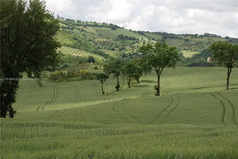 a view of a big yard