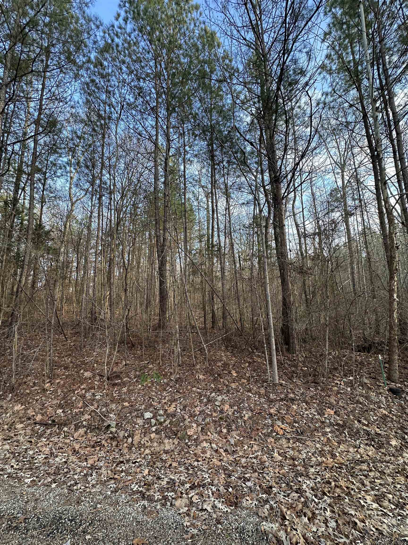 Dell Arbor Circle Ramer, TN 38367 - Photo 4 of 6