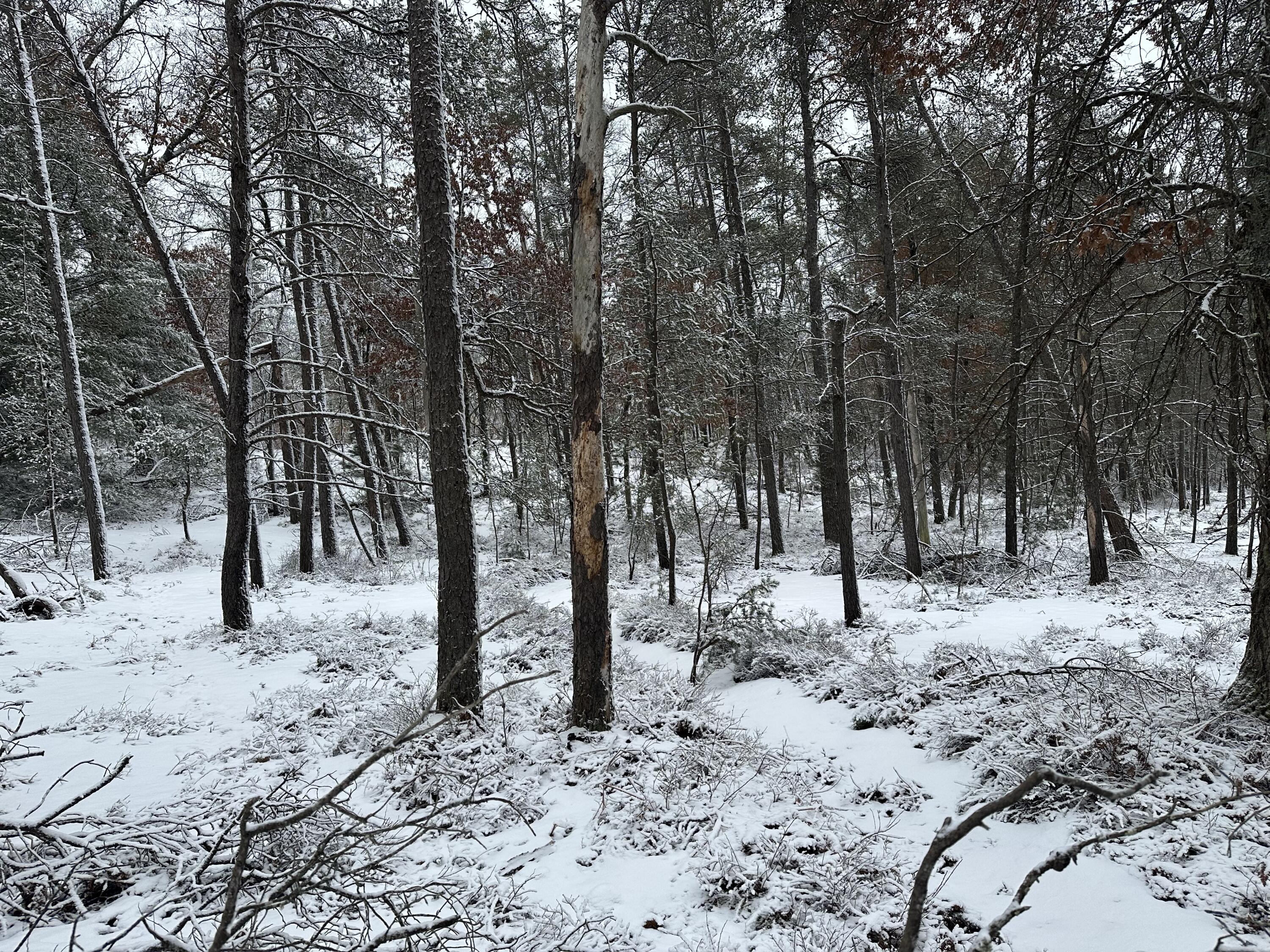 7251 South Clay Banks Road Baldwin, MI 49304 - Photo 15 of 19 IMG_8329