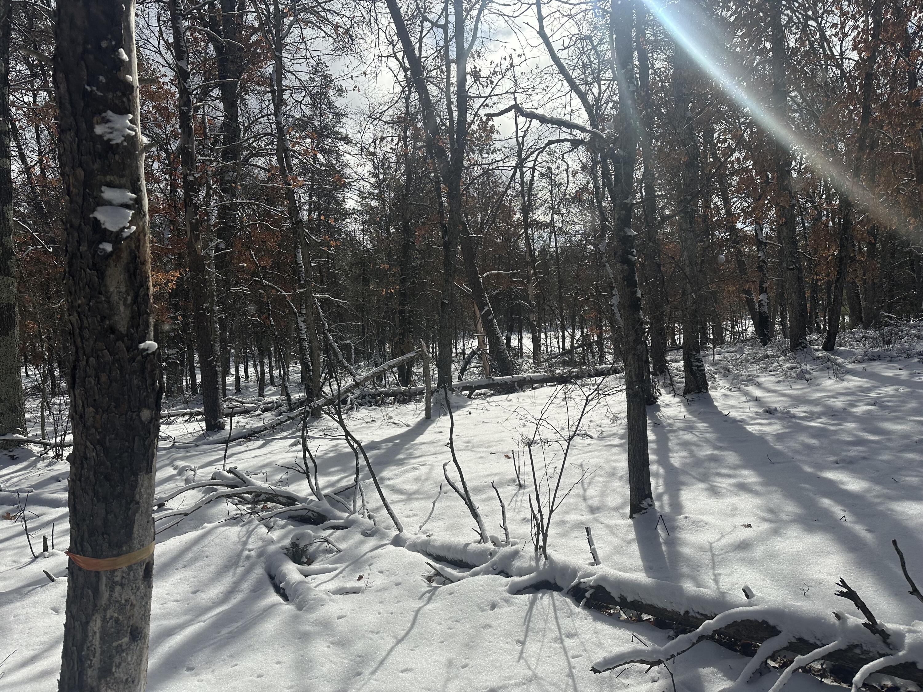 7251 South Clay Banks Road Baldwin, MI 49304 - Photo 8 of 19 IMG_8351