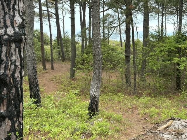 1403 Savage Neck Road, Unit 1ABO Cape Charles, VA 23310 - Photo 2 of 8 Gallery Image 2