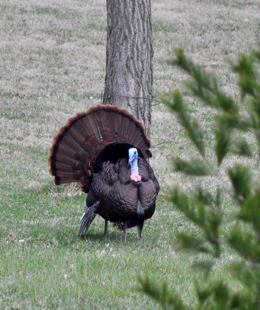 2651 Northwest Barry Road, Unit 102 Kansas City, MO 64151 - Photo 44 of 51