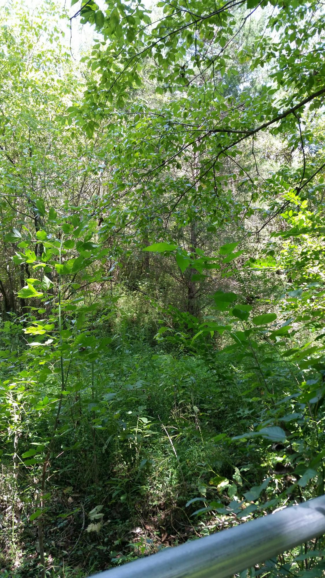 Witt Hollow Road Sevierville, TN 37876 - Photo 3 of 6 Witt Hollow right of gate