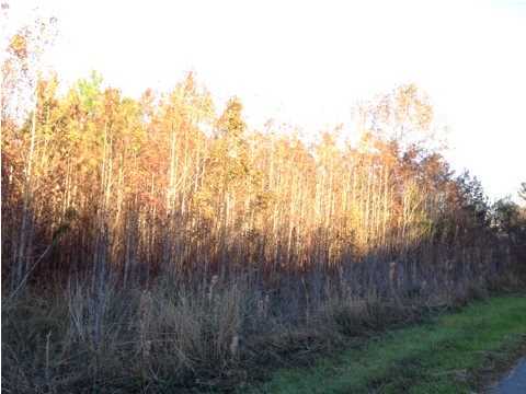 5 Huff Road St. George, SC 29477 - Photo 3 of 3 Additional Photo