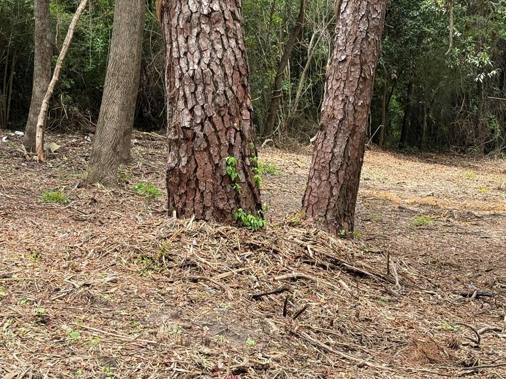 4935 Buena Vista Road Columbus, GA 31907 - Photo 10 of 24 a view of a yard with trees