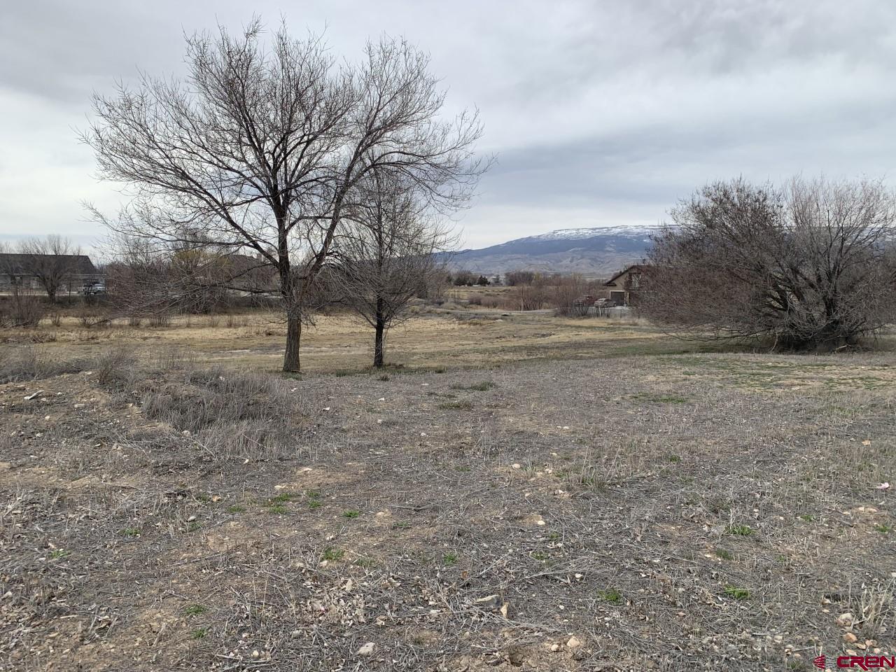 a view of dirt yard with large trees