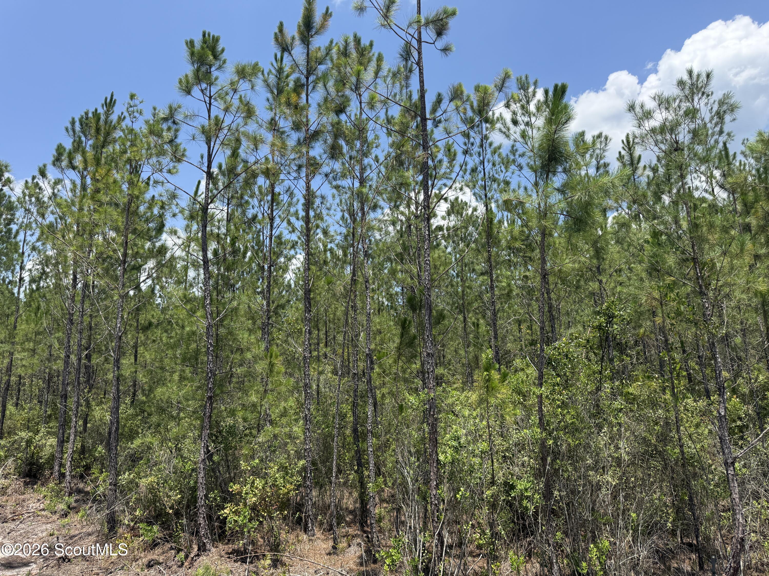 Lot 7 Corbitt Road, Unit LOT 7 Manor, GA 31550 - Photo 5 of 8 IMG_8043