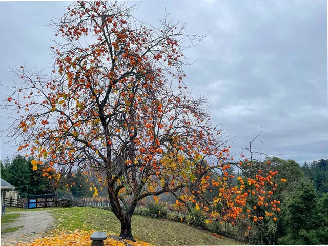 $1,599,000 | 1584 Tindall Ranch Road, Corralitos, CA 95076