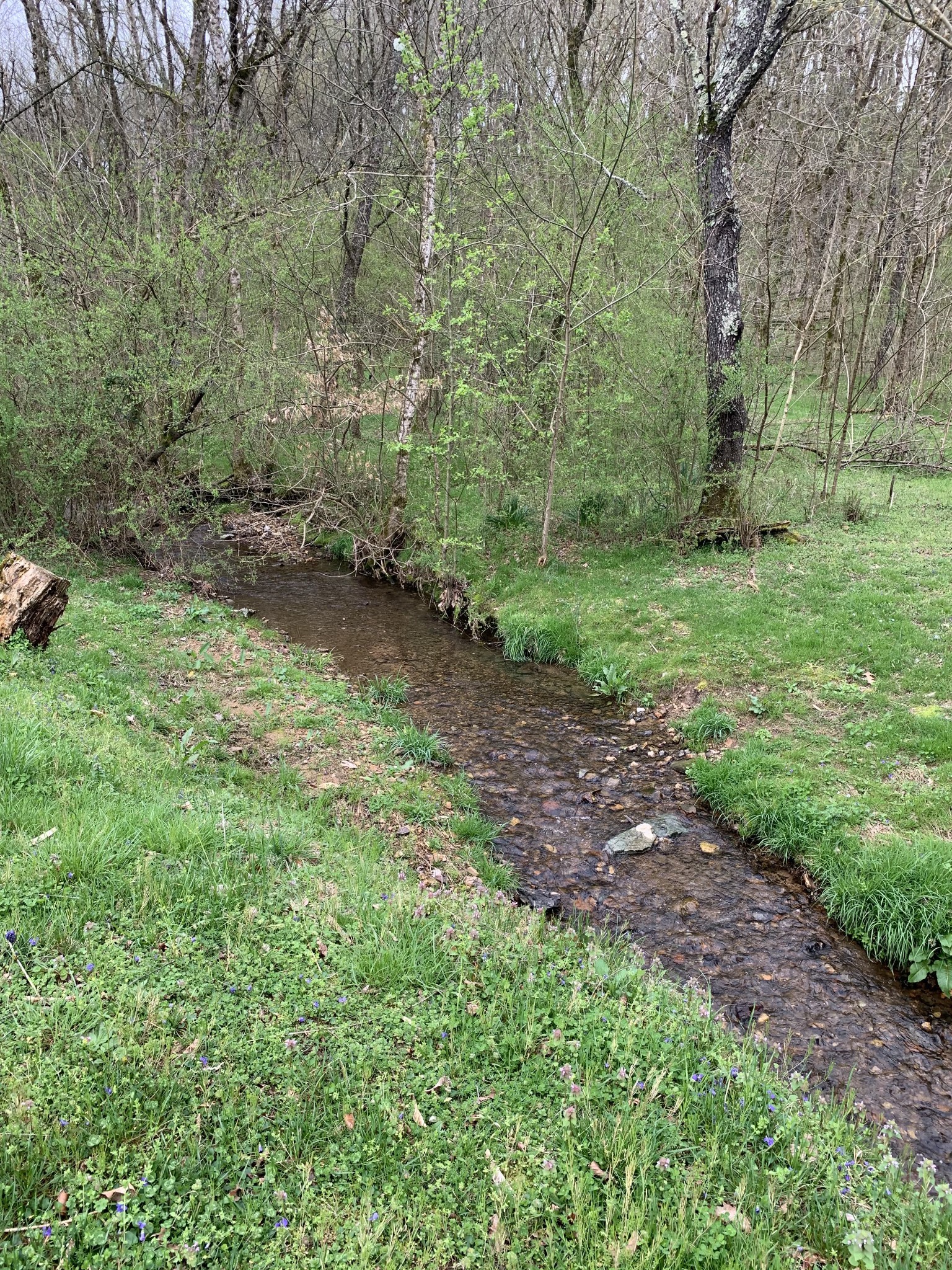 680 Big Spring Hollow Road Pulaski, TN 38478 - Photo 10 of 13