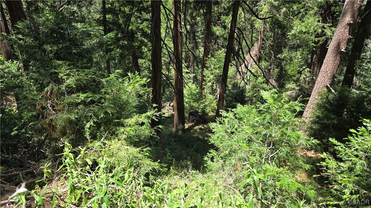 987 Deer Run Road Cedarpines Park, CA 92322 - Photo 2 of 14 a view of a garden with plants