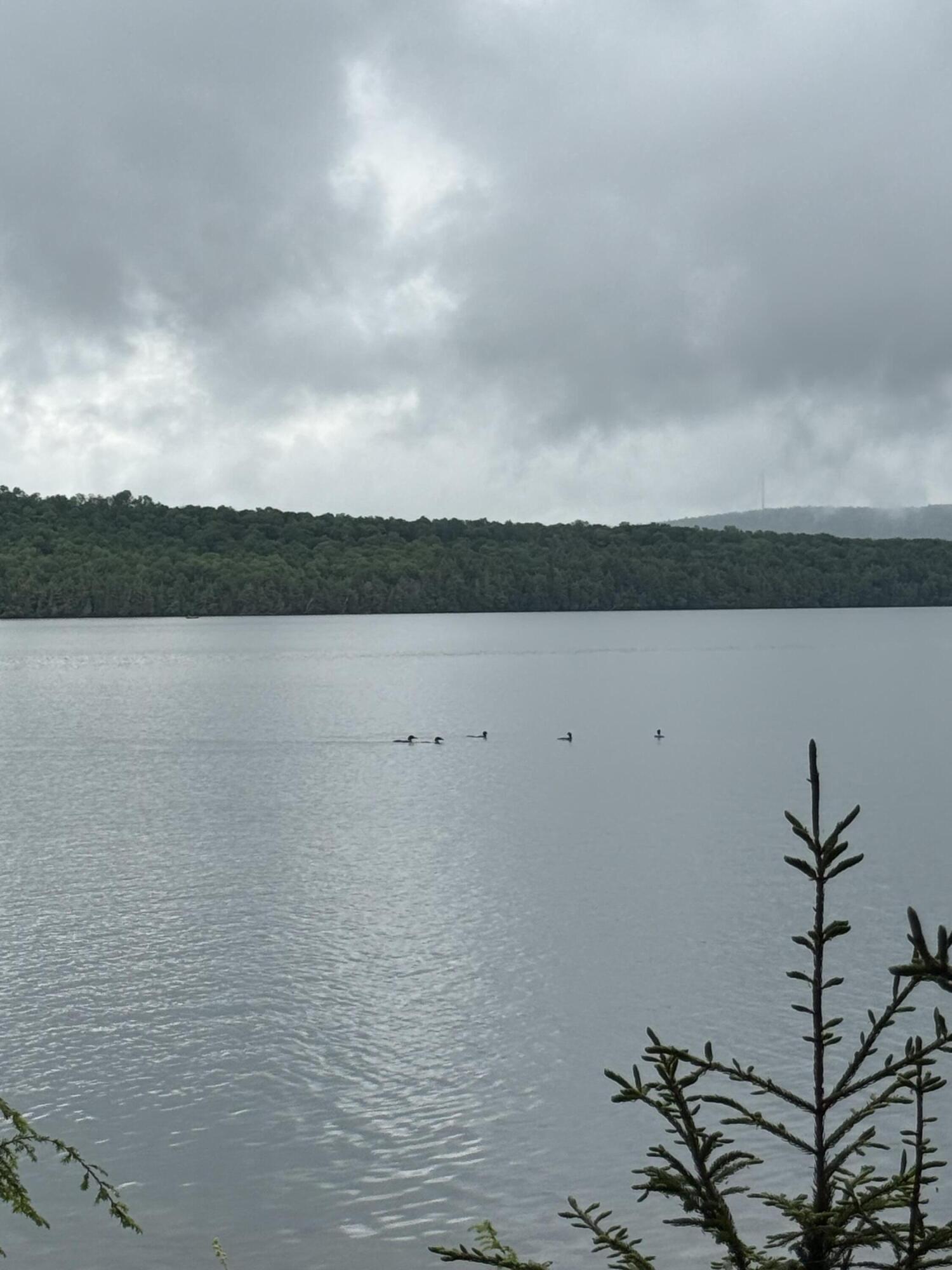 416 South Shore Road Island Falls, ME 04747 - Photo 2 of 36 IMG_1303