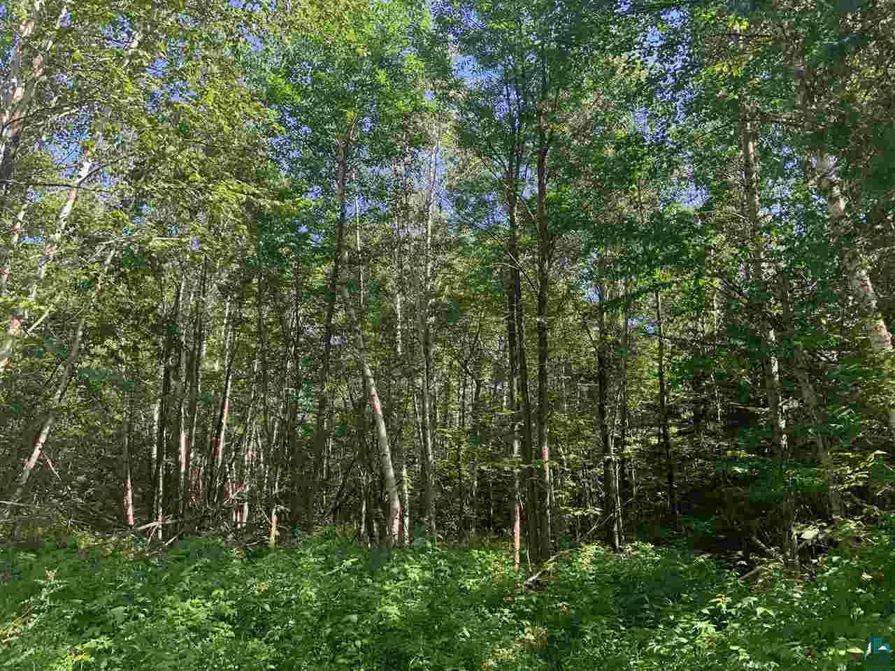 Xxx Flute Reed Road Hovland, MN 55606 - Photo 3 of 24