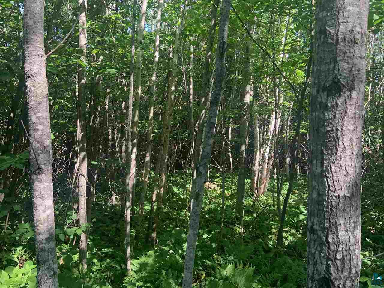 Xxx Flute Reed Road Hovland, MN 55606 - Photo 6 of 24