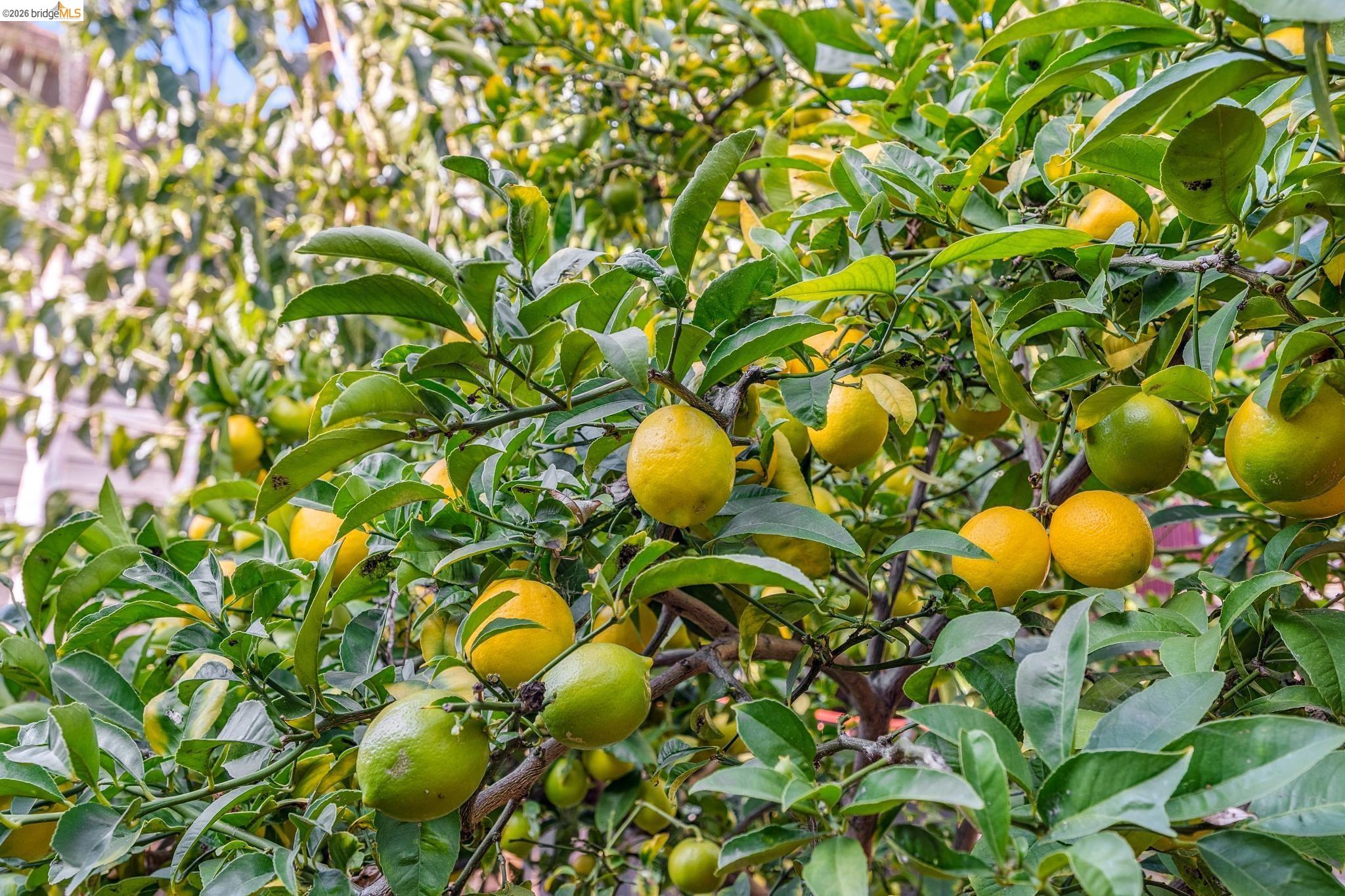 836 20th Street Oakland, CA 94607 - Photo 43 of 54 Tons of fruits and vegetables!