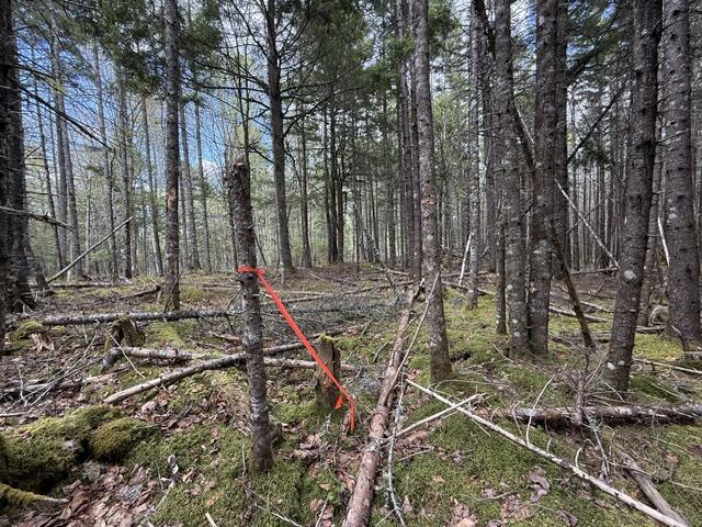 Lot12-part Indian Trail Road East Machias, ME 04630 - Photo 30 of 34 IMG_9901