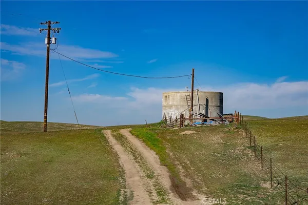 a tree in a yard with lots of trees