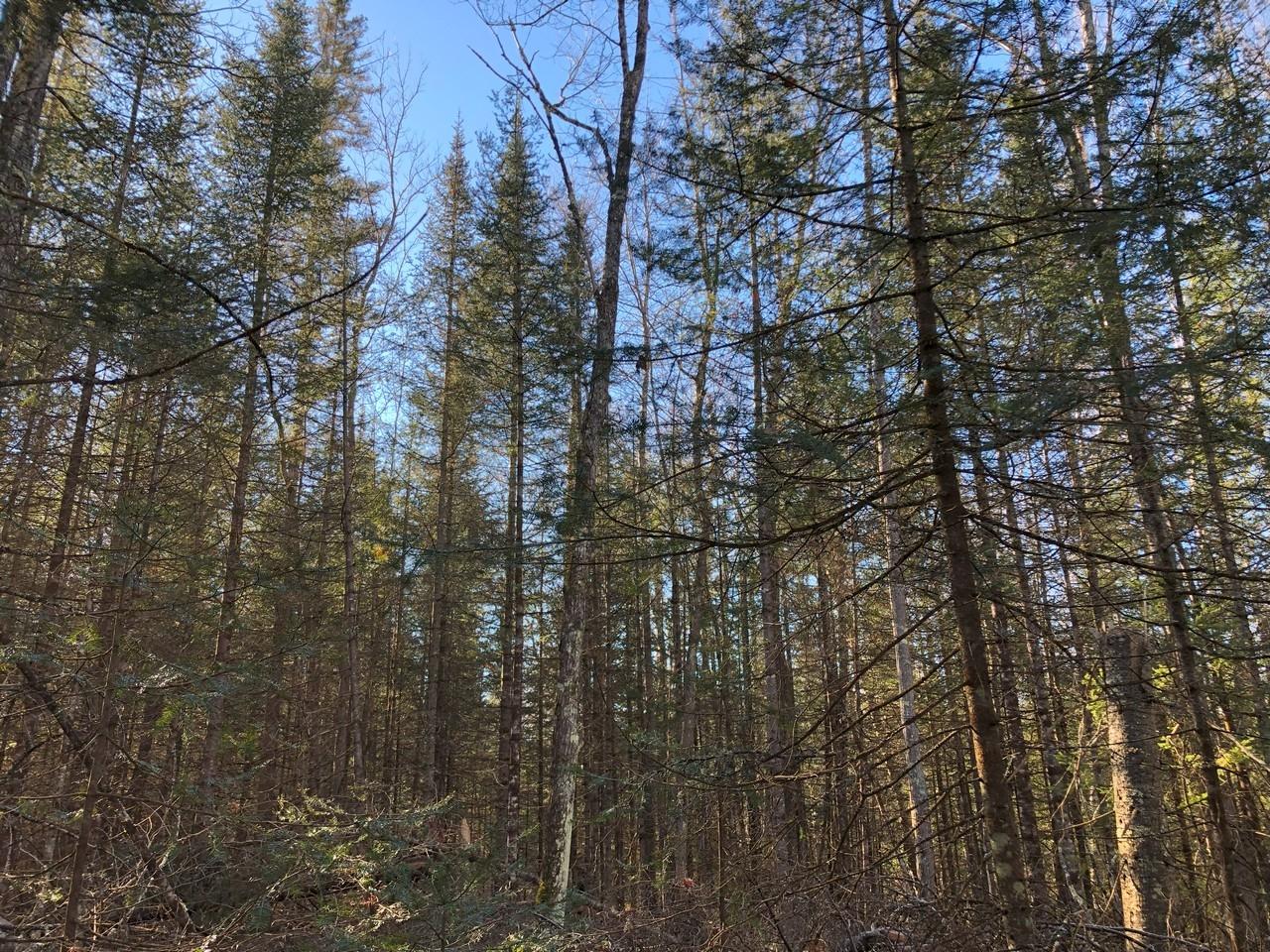 Off East Bay Road, Unit LOT 6 Presque Isle, WI 54557 - Photo 24 of 26 Gallery Image 24