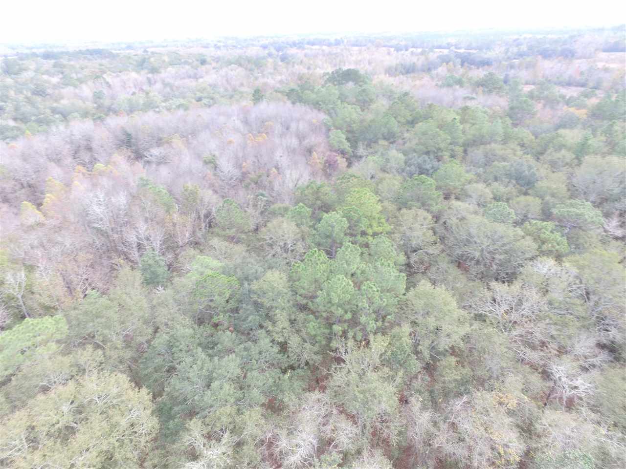 238 Southwest Gapac Trail Madison, FL 32340 - Photo 11 of 13