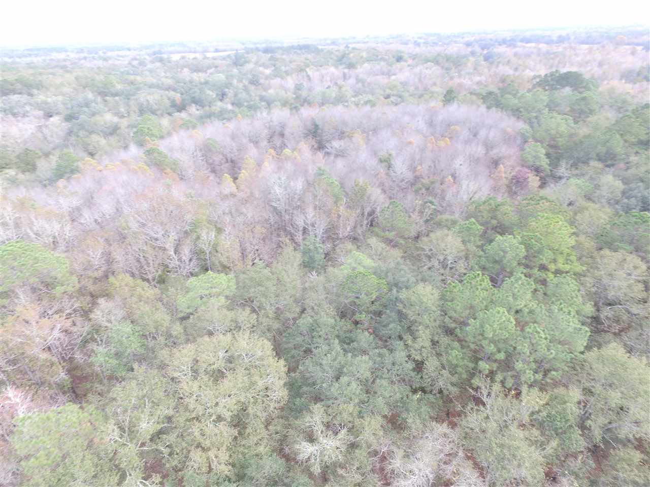 238 Southwest Gapac Trail Madison, FL 32340 - Photo 10 of 13