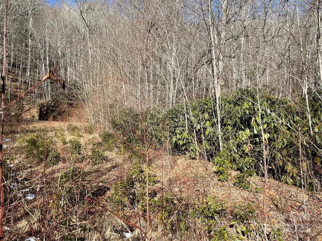 a view of a yard with a tree