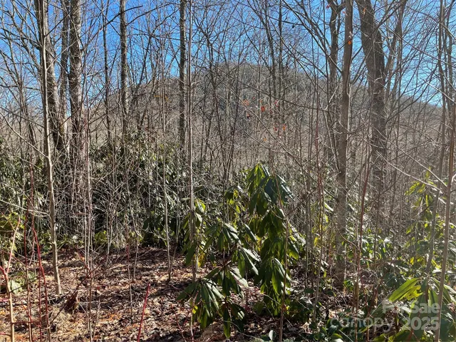 a view of a yard with a tree
