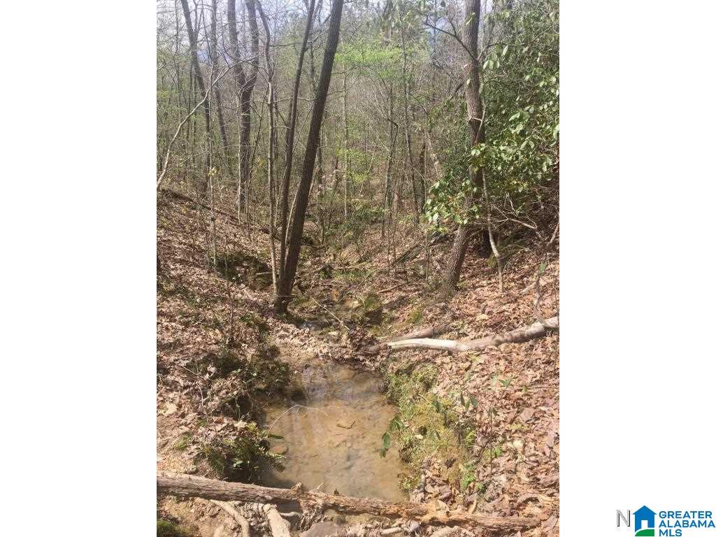 0 Bear Creek Road Haleyville, AL 35565 - Photo 9 of 13